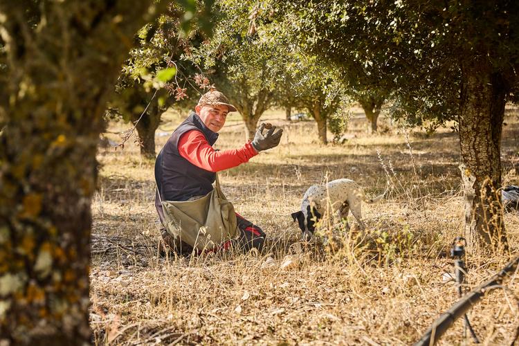 Hunden markerer med sit kropssprog, hvor der kan være en trøffel – og så graver Javier López forsigtigt trøflen op. Foto: Mikkel Bækgaard