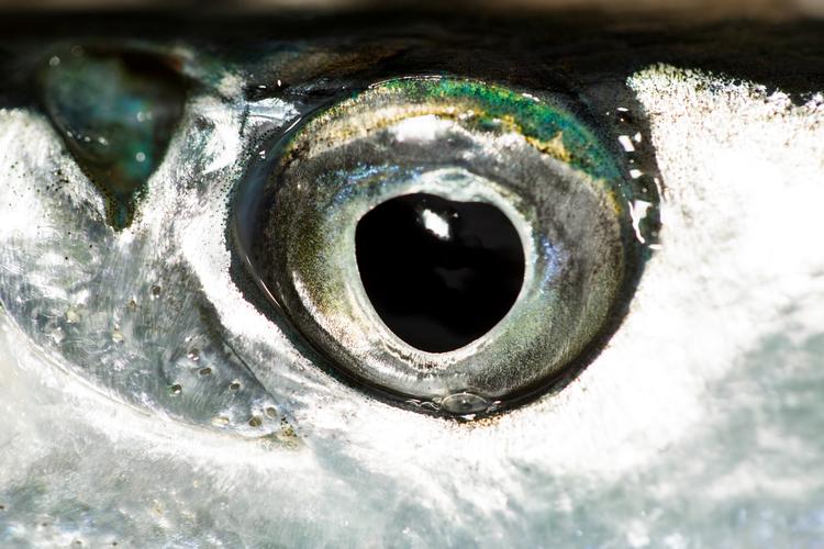 En sølvgrøn, glinsende fisk står øverst på tunens menukort, når den hvert år gæster danske farvande. Her er et eksemplar af byttefisken fanget ved Kronborg i Helsingør. Foto: Lasse Kofod