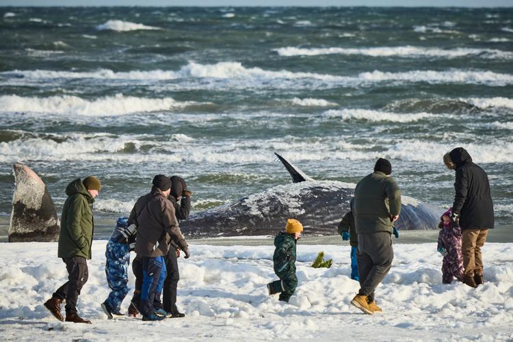 Det er uvist, hvorfor hvalen er død. Men Naturstyrelsen arbejder sammen med Søfarts- og Fiskerimuseet på en plan for at bjærge hvalen. Foto: Claus Bjørn Larsen/Ritzau Scanpix