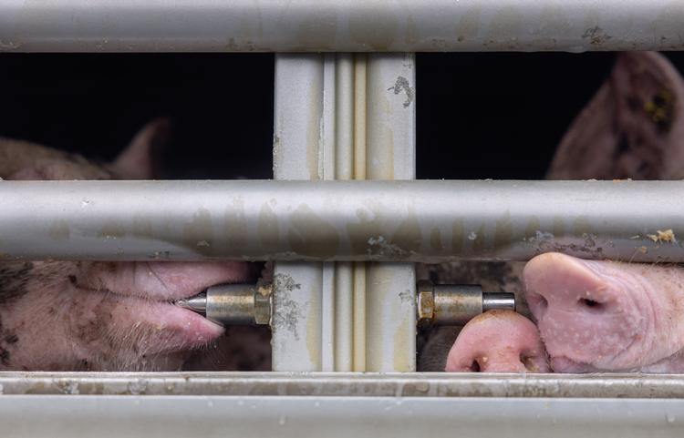 En chauffør for en svinetransport var tiltalt for brud på dyrevelfærdsloven, men er blevet frifundet. Billedet her er fra en anden svinetransport. Arkivfoto:  Lærke Berg-pedersen