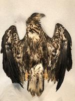 Havørnen er fredet i Danmark, men denne blev dræbt af et ulovligt giftangreb, der vækker stor vrede. Hvorfor skulle den dø?  Foto: Københavns Universitet