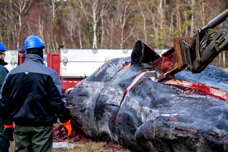 Foto: René Schütze/Ritzau Scanpix