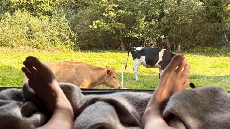 Kvierne på marken viser sig at være en vigtig del af besøget. Deres vuggende gang fra den ene ende af marken til den anden er en begivenhed i sig selv og hjælper gæsterne med at få tempoet ned. Foto: Klaus Holsting