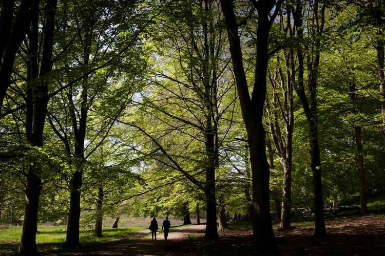 Daglig fysisk aktivitet er en effektiv og billig forebyggelse af rygsmerter, lyder det fra Bente Klarlund Pedersen i denne uges klumme. Foto: Thomas Borberg