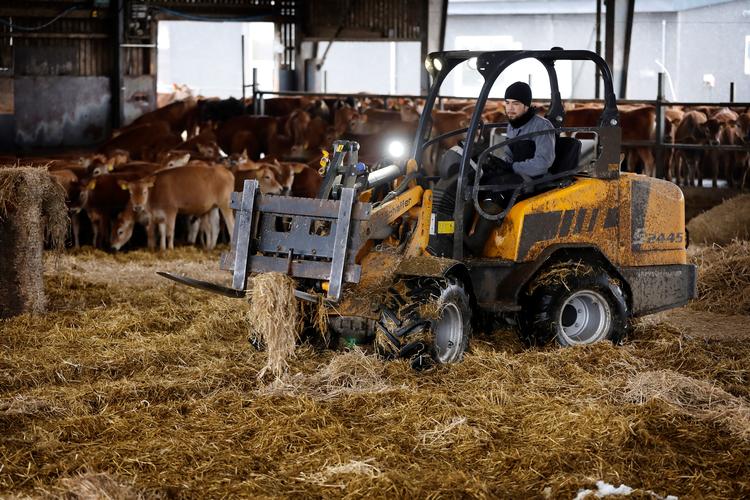 Zokhiruddin Jololiddinov from Uzbekistan spreads hay for the calves at Salsbjerggård near Næstved. He is one of four foreign interns at the farm. The other three are from Brazil. Foto: Jens Dresling