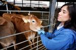  Landbrugspraktikant Kauary Sousa fra Brasilien hjælper med at passe malkekøerne hos gårdejer Søren Madsen på Sydsjælland. Hun føler sig ikke udnyttet i sin praktik, tværtimod. Foto: Jens Dresling