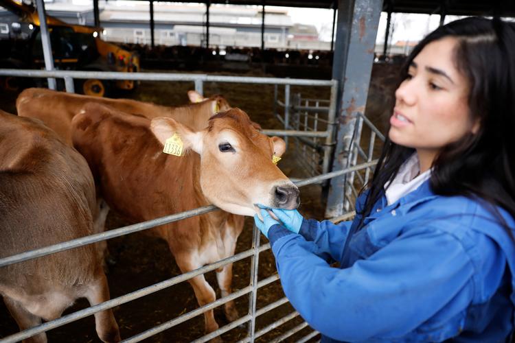  Landbrugspraktikant Kauary Sousa fra Brasilien hjælper med at passe malkekøerne hos gårdejer Søren Madsen på Sydsjælland. Hun føler sig ikke udnyttet i sin praktik, tværtimod. Foto: Jens Dresling