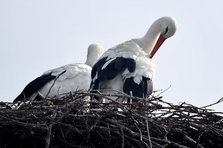 Storken Peter er ankommet til Danmark. Her ses en storkerede med en unge i Gundsølille nord for Roskilde.   Foto: Jens Dresling