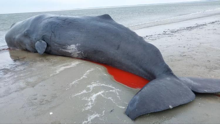 Foto: Syd- & Sønderjyllands Politi