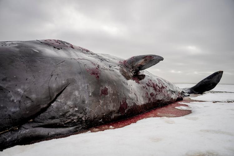 Foto: Mads Claus Rasmussen/Ritzau Scanpix