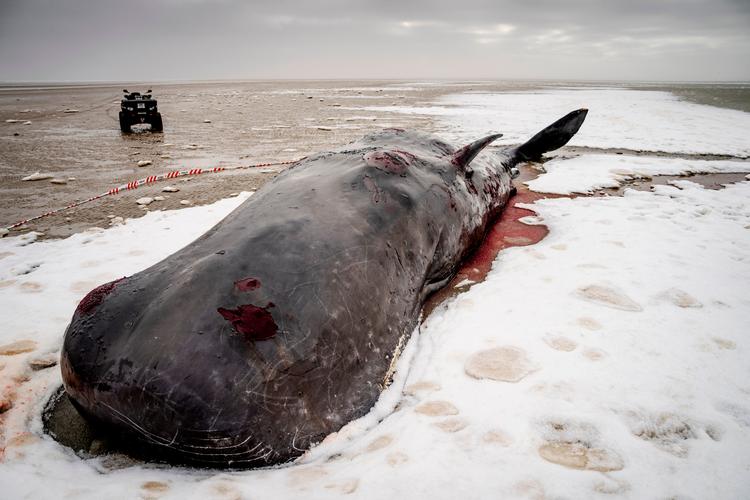 Foto: Mads Claus Rasmussen/Ritzau Scanpix