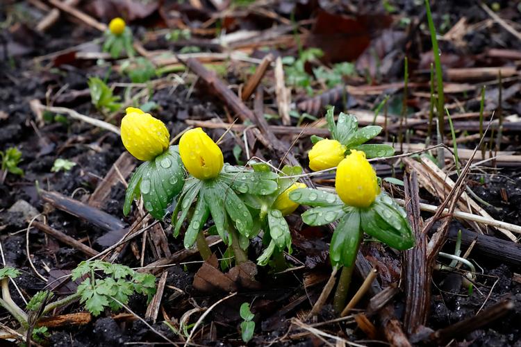Gad vist om der ikke dukker erantis op under den smeltende sne.  Foto: Jens Dresling