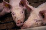 Danske grise har det ikke godt nok i den industrielle produktion, mener Alternativet, som nu stiller et ultimativt krav. Foto: Lærke Berg-pedersen