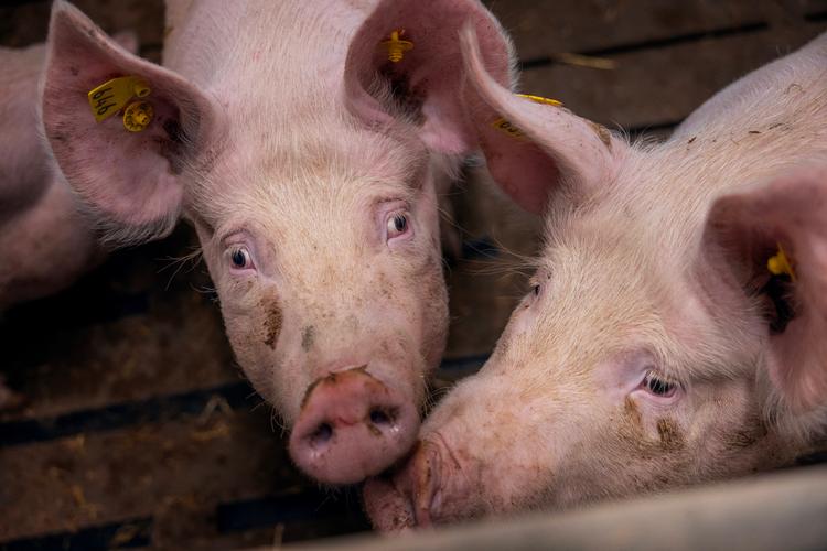 Danske grise har det ikke godt nok i den industrielle produktion, mener Alternativet, som nu stiller et ultimativt krav. Foto: Lærke Berg-pedersen