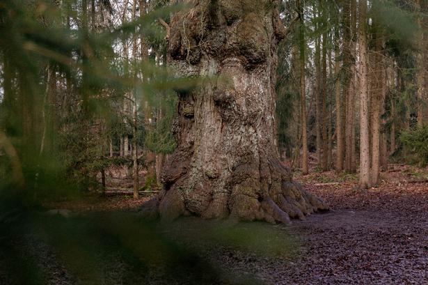 I de store vidder forsvinder hverdagens små bekymringer, og man indser, at man blot er en lille brik i et uendeligt univers, lyder det i denne uges klumme fra Bente Klarlund Pedersen. Foto: Loui Pedersen