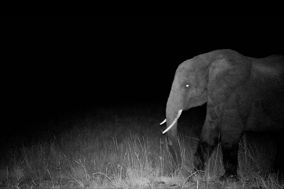 Ghost Elephants. Foto: Still fra filmen/CPH:DOX