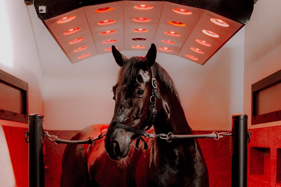 hest forside