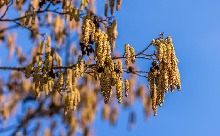 I foråret frigiver raklerne på elletræer bittesmå gule pollen, som blæses væk med vinden. Du ser det måske på biler som et gulligt lag støv.  Foto: Imago/andreas Haas/Ritzau Scanpix