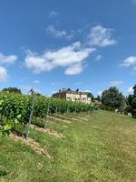 De grønne bakker i Sussex er fuld af den samme sandede kalkjord, som også findes i Champagne.  Foto: Lars Roest-Madsen