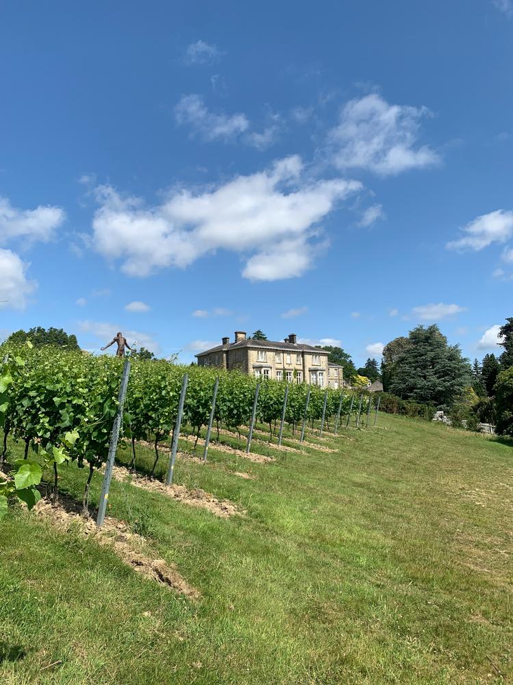 De grønne bakker i Sussex er fuld af den samme sandede kalkjord, som også findes i Champagne.  Foto: Lars Roest-Madsen