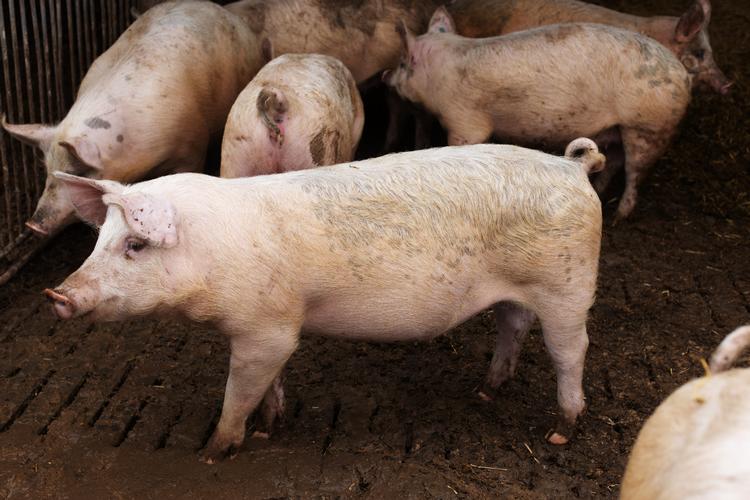 Grise har det godt, hvis de behandles ordentligt. Sværere er det jo ikke. Så kan man med god samvittighed spise alt på dem. Fra tryne til hale. Foto: Peter Maunsbach