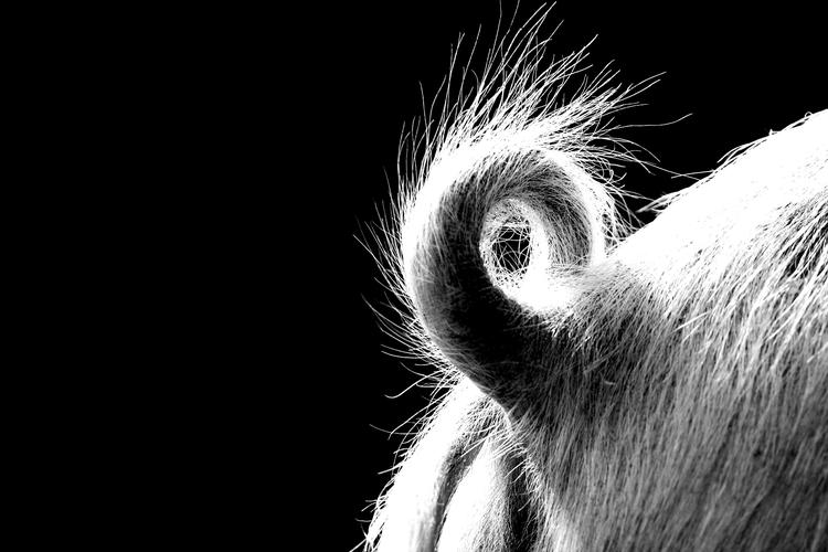 Foto: Thomas Borberg