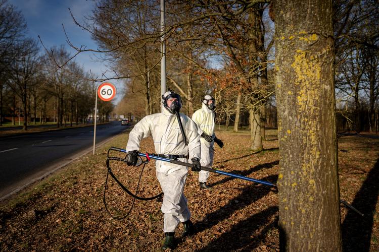 850 reder med allergifremkaldende larver af egeprocessionsspinder blev sidste år fjernet med blandt andet varmt skum i Odense.  Foto: Mads Claus Rasmussen/Ritzau Scanpix