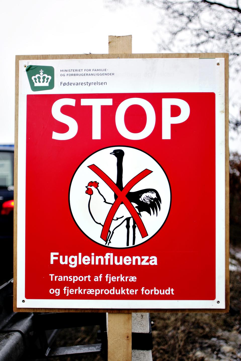 Dansk jagthund kan have været smittet med fugleinfluenza