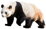 panda