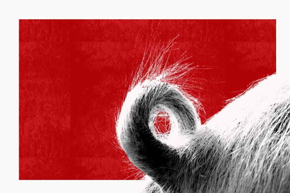 Flertal vil skåne 30 millioner grise for at få klippet halen midt over. Det vil give dem et meget bedre liv i de danske stalde