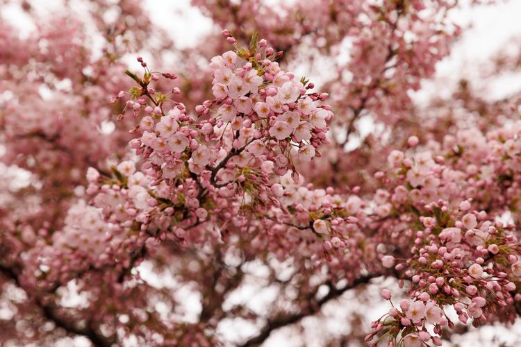 Kirsebærtræerne i haven ved Langelinie var ikke helt udsprunget. Men de havde dog farve. Foto: Jacob Ehrbahn