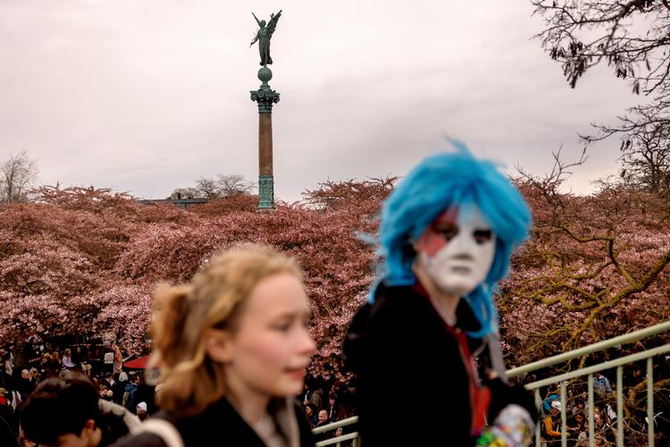 En japansk festival tiltrækker massevis af cosplayers og andre udklædte. Så selv om sakura-træerne kun var halvt udsprungne, var der stadig masser af farve. Foto: Jacob Ehrbahn