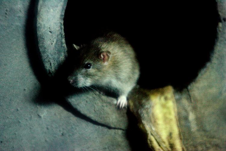 Foto: Thomas Borberg