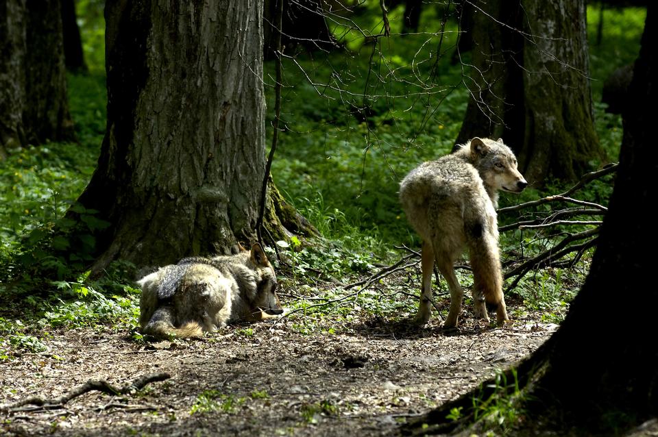 Ulven er løs: Der er rapporteret 13 møder mellem mennesker og ulve siden nytår i Oksbøl-området