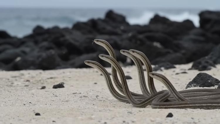 Foto: Skærmdump fra Youtube