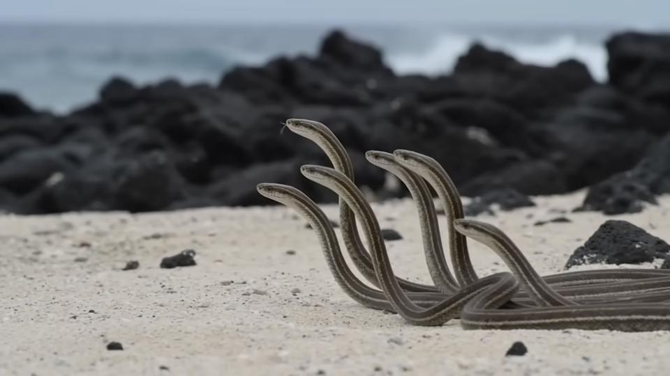 Ai har ødelagt YouTube