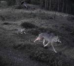 Foto: Tony Ottesen/naturhistorisk Museum Aarhus