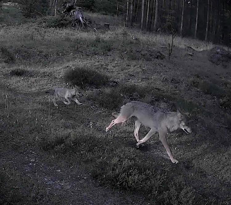 Foto: Tony Ottesen/naturhistorisk Museum Aarhus