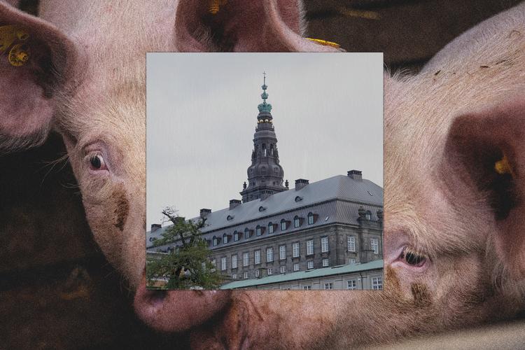 Illustration: Rasmus Vendrup / Fotos: Lærke Berg-Pedersen / Jens Dresling