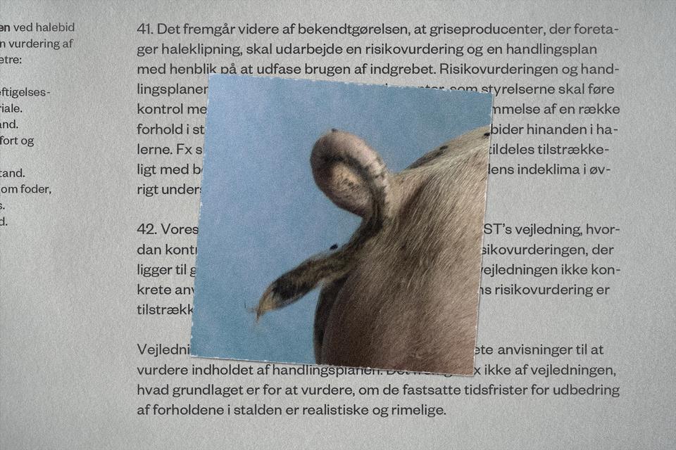 Oven på den massive kritik har svineavlerne fintet myndighederne for sidste gang