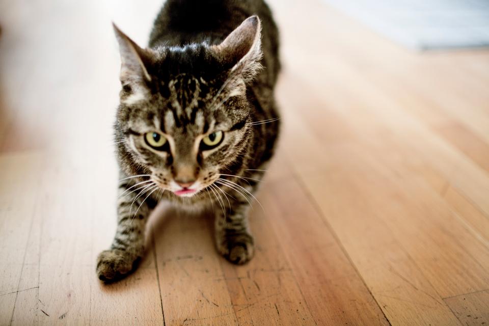 Fremover skal katte ID-mærkes og registreres ligesom hunde