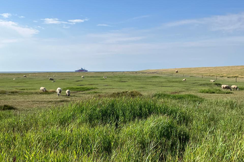 Får græsser på digerne og færdes hjemmevant i tidevandsområdet.  Foto: Søren Sorgenfri