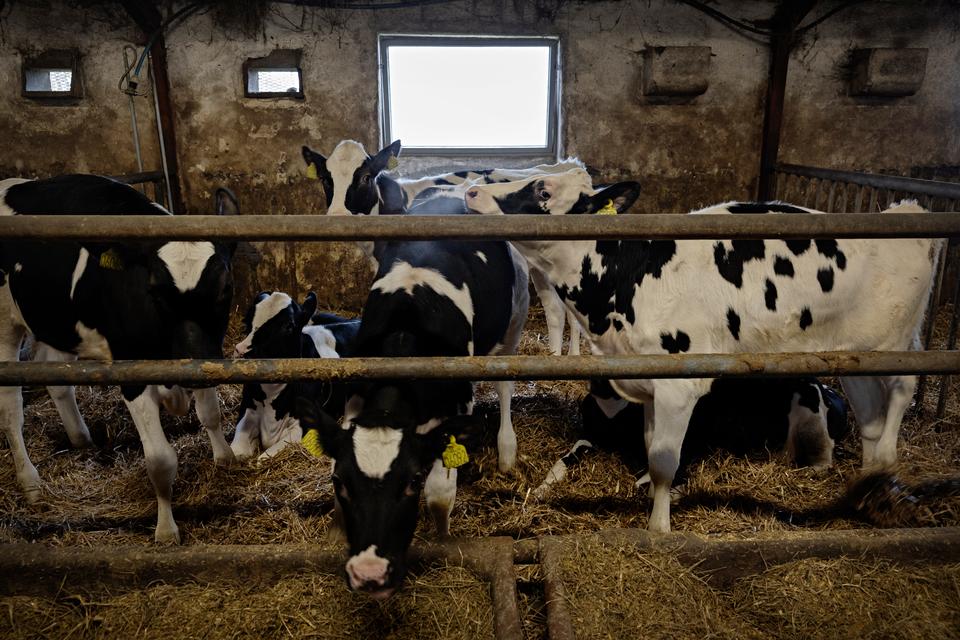 »Jeg har obduceret nogle af de køer, der er døde, efter de har fået Bovaer. Jeg har set blødninger i vommen«: Fagfolk og politikere retter skarp kritik af ny rapport