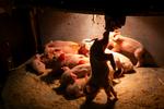Man skal altid tage en pattegris i bagbenene. Der gør man mindst skade. Her ligger hele flokken i pattegrisehulen under varmelampen og venter på, at soen bliver klar til at give mælk igen.  