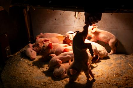 Man skal altid tage en pattegris i bagbenene. Der gør man mindst skade. Her ligger hele flokken i pattegrisehulen under varmelampen og venter på, at soen bliver klar til at give mælk igen.  