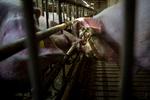 Her begynder livet for en pattegris på Søndregaard. Ornen til højre kan frit spankulere frem og tilbage og gejle de  10 hunner op, som samtidig bliver insemineret.  