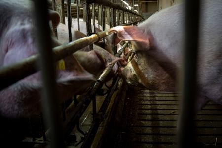 Her begynder livet for en pattegris på Søndregaard. Ornen til højre kan frit spankulere frem og tilbage og gejle de  10 hunner op, som samtidig bliver insemineret.  