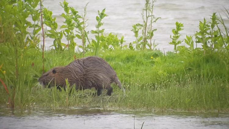 Da Kent Olsen så denne sumpbæver i Sønderjylland, skyndte han sig at fotografere den og dele den med Naturbasen.dk. Foto: Kent Olsen