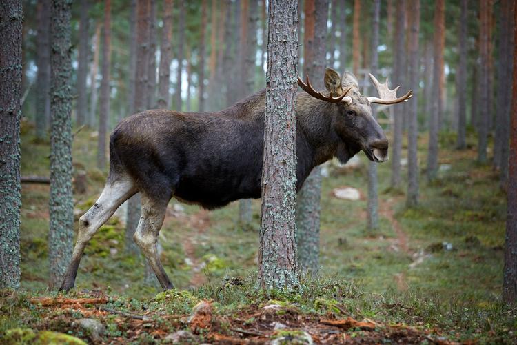 Arkivfoto: Morten Langkilde