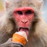 Foto: Safal Prakash Shrestha/zuma Pres/Ritzau Scanpix
